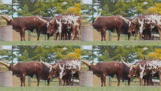 农场里的奶牛高清在线视频素材下载