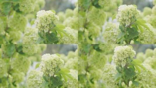 花朵 空镜 春天景色 4K60帧高清在线视频素材下载