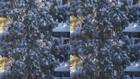 实拍 冬天 暴雪 树枝 树叶 雪景高清在线视频素材下载