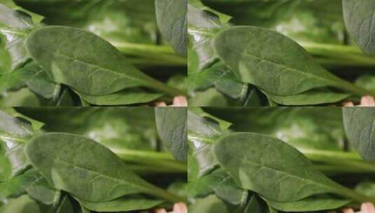 菠菜青菜菜叶特写叶脉叶绿素高清在线视频素材下载
