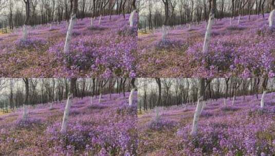 济南卧牛山地质公园二月兰花海，紫色花海高清在线视频素材下载