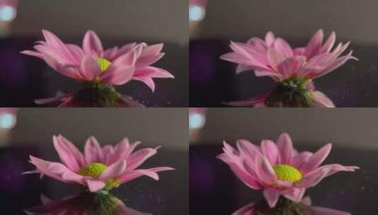 微距鲜花厨具非洲菊花蕊花粉高清在线视频素材下载