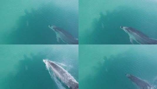 在海洋中游泳的海豚高清在线视频素材下载