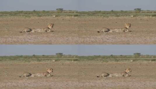 在稀树大草原上休息的猎豹高清在线视频素材下载