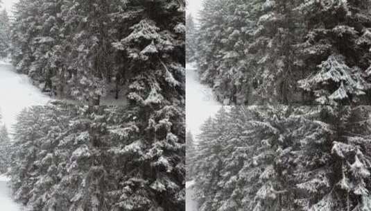 松林里的雪高清在线视频素材下载