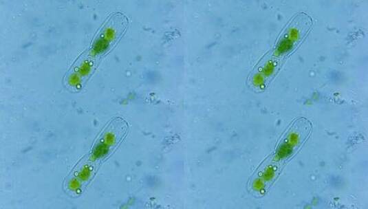 微生物硅藻细菌单细胞 2高清在线视频素材下载