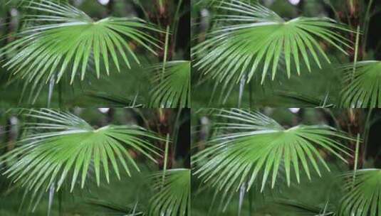 雨水打在芭蕉树叶上 园林 苏州园林高清在线视频素材下载