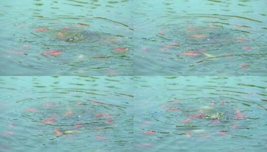 湖水中觅食的锦鲤高清在线视频素材下载