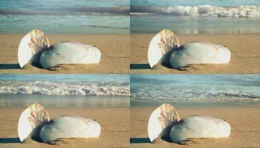 堆放在海滩上的贝壳高清在线视频素材下载