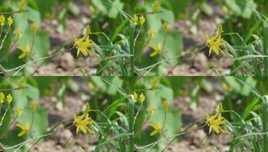 鲜花春季迎春花报春花连翘花高清在线视频素材下载