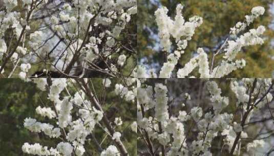 【镜头合集】白色梅花腊梅鲜花花朵高清在线视频素材下载