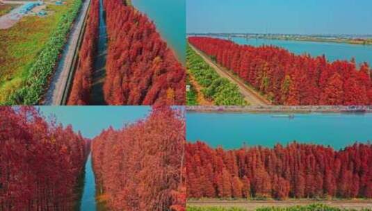 风景 水杉 河道 城镇风光 宣传片素材高清在线视频素材下载