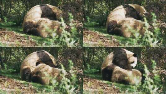 发情期的大熊猫在一起约会玩耍交配高清在线视频素材下载