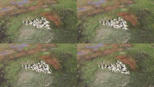 航拍湿地羊群高清在线视频素材下载