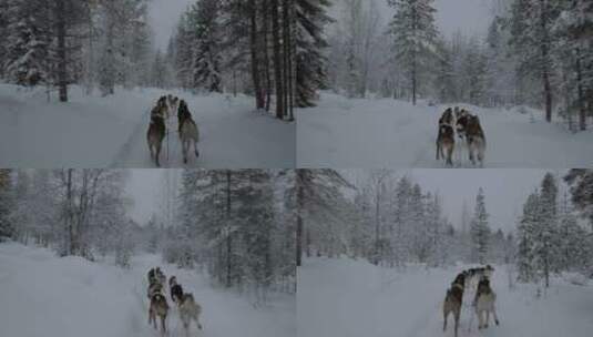 狗拉雪橇队穿过森林高清在线视频素材下载