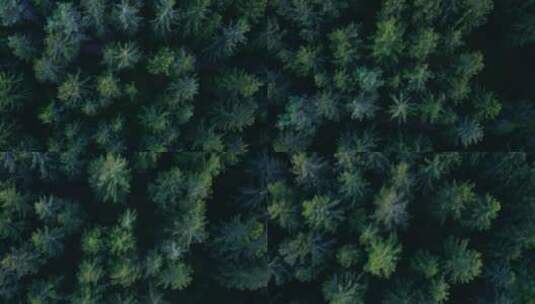 森林里松树顶端的俯视图高清在线视频素材下载