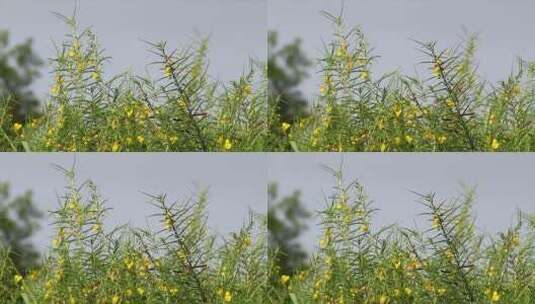 开着黄色花瓣的野花高清在线视频素材下载