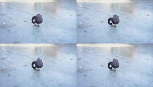 冬季黑天鹅站在冰面上梳理羽毛高清在线视频素材下载