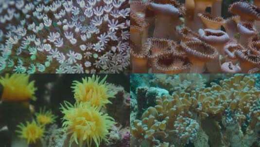 海底世界软体动物4K快速镜头高清在线视频素材下载