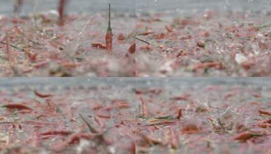 4K水中的红辣椒高清在线视频素材下载