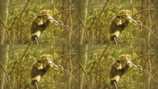 滇金丝猴相互梳理毛发1高清在线视频素材下载
