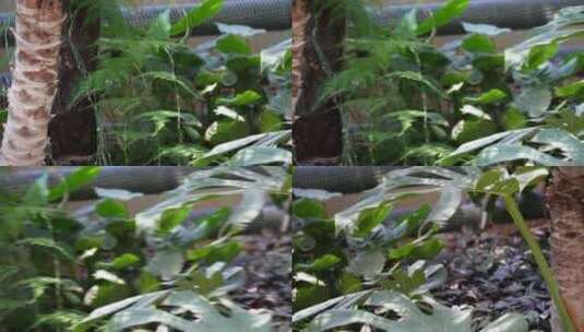 龟背竹绿植绿化叶片高清在线视频素材下载