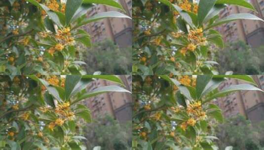 植物金桂桂花盛开高清在线视频素材下载