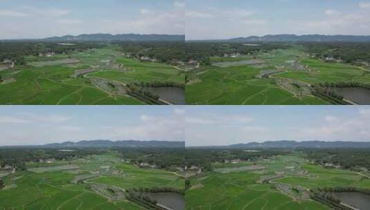 湖南常德农业种植水稻农田高清在线视频素材下载