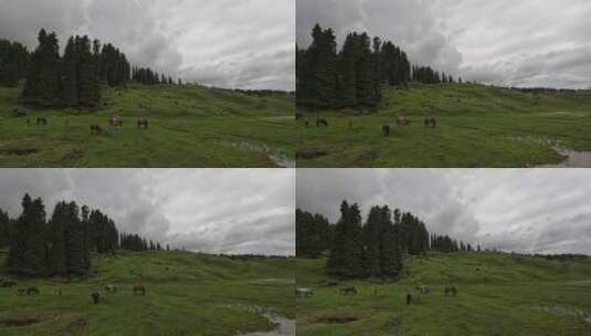 新疆草原牛羊天空风景空镜视频素材高清在线视频素材下载