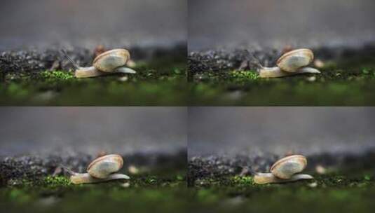 雨后蜗牛高清在线视频素材下载