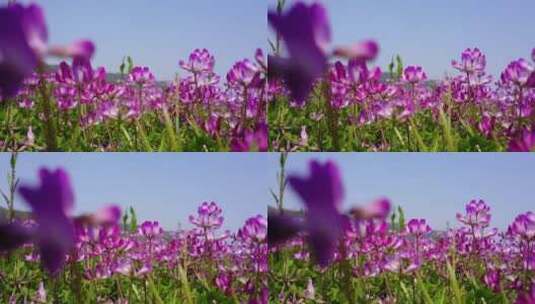 大面积野生花朵高清在线视频素材下载