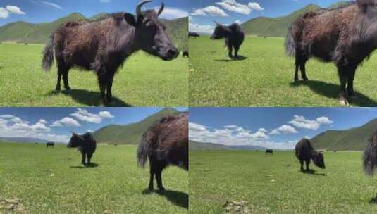 黑色牦牛在草地上吃草高清在线视频素材下载