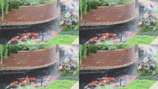 花园池塘游泳的鲤鱼高清在线视频素材下载