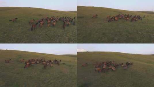 马群在草原上奔跑高清在线视频素材下载