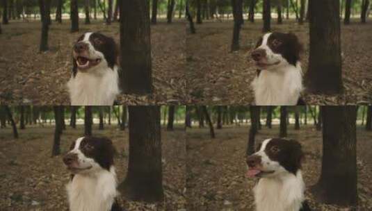 微笑的狗在森林里高清在线视频素材下载