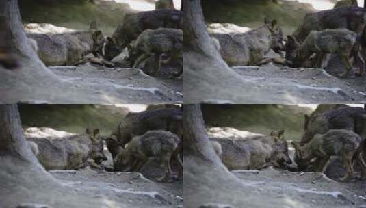 一群狼在吃肉高清在线视频素材下载