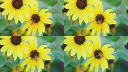 向日葵花蜜蜂采蜜4K升格实拍高清在线视频素材下载
