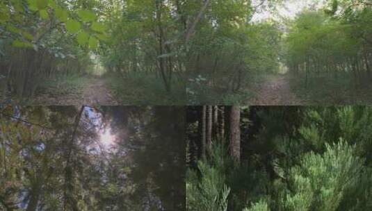 森林风景大自然树大树阳光木材树林植树树木高清在线视频素材下载