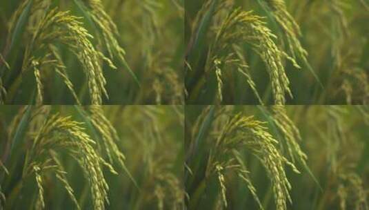 水稻穗五常大米粮食成熟丰收高清在线视频素材下载
