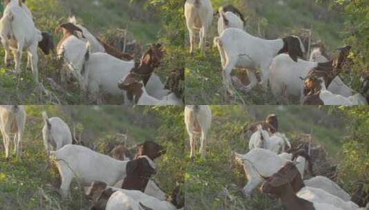 清晨一群山羊在草丛吃树叶高清在线视频素材下载