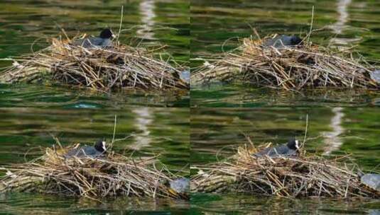 在浅水湖上筑巢的小鸟高清在线视频素材下载