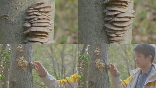 野生平菇蘑菇 生长在树干上的平菇高清在线视频素材下载