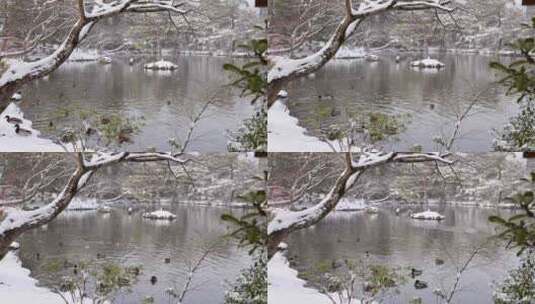 冬日湖面雪景高清在线视频素材下载