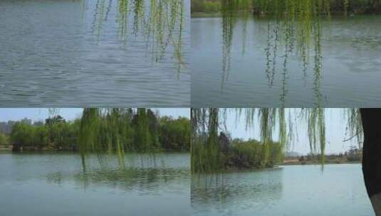 湖边随风飘扬的柳树高清在线视频素材下载