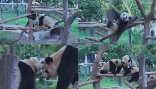 动物大熊猫视频合集高清在线视频素材下载