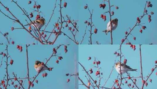 冬天觅食的小鸟高清在线视频素材下载