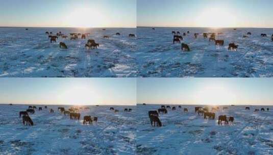 航拍呼伦贝尔冬季草原马群-121高清在线视频素材下载