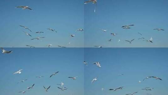 红嘴鸥海埂海鸥候鸟昆明高清在线视频素材下载