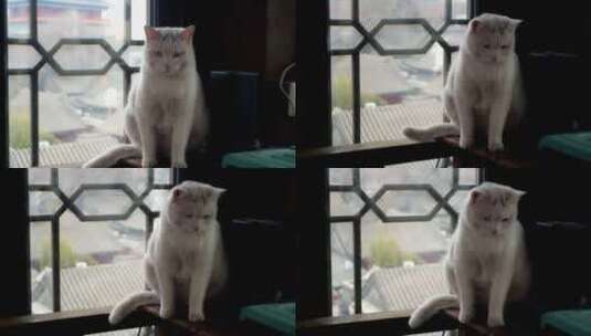 北京胡同的猫咪高清在线视频素材下载
