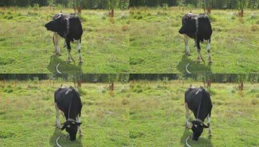 牛放牧天然吃草绿色有机高清在线视频素材下载